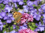 SX06386 Painted lady butterfly (Cynthia cardui) on pink flower Red Valerian (Centranthus ruber).jpg